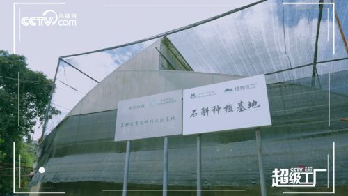 走進(jìn)植物醫(yī)生超級(jí)工廠 央視網(wǎng)解密高山植物與現(xiàn)代生物科技的完美融合